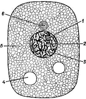 схема строения клетки